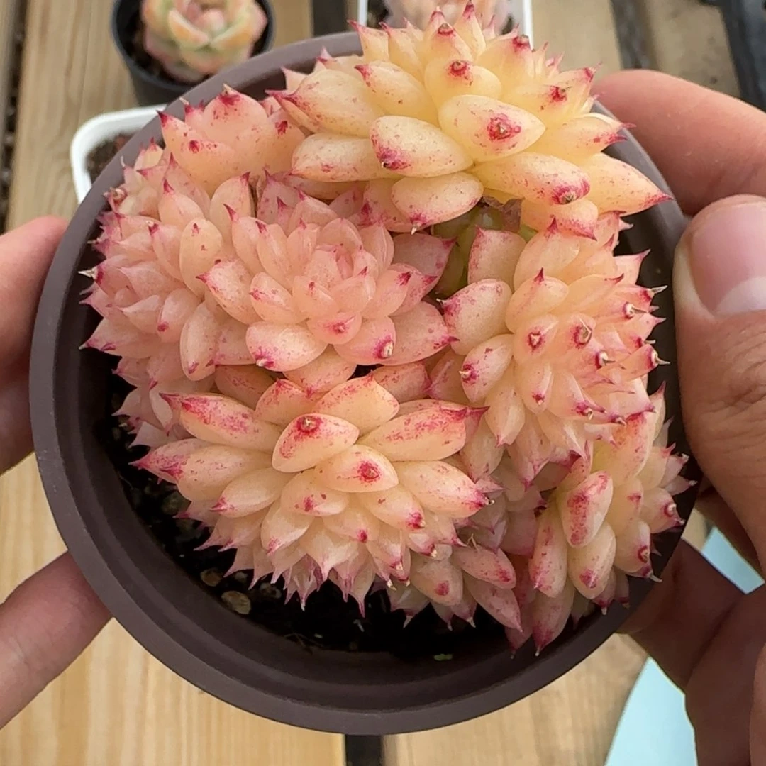 一物一拍麦秆珍妮08048