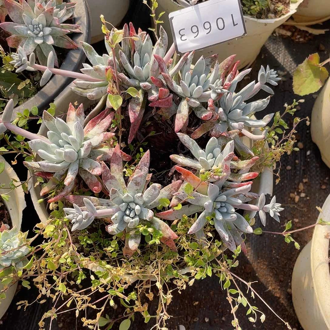 法瑞杂交老桩10663