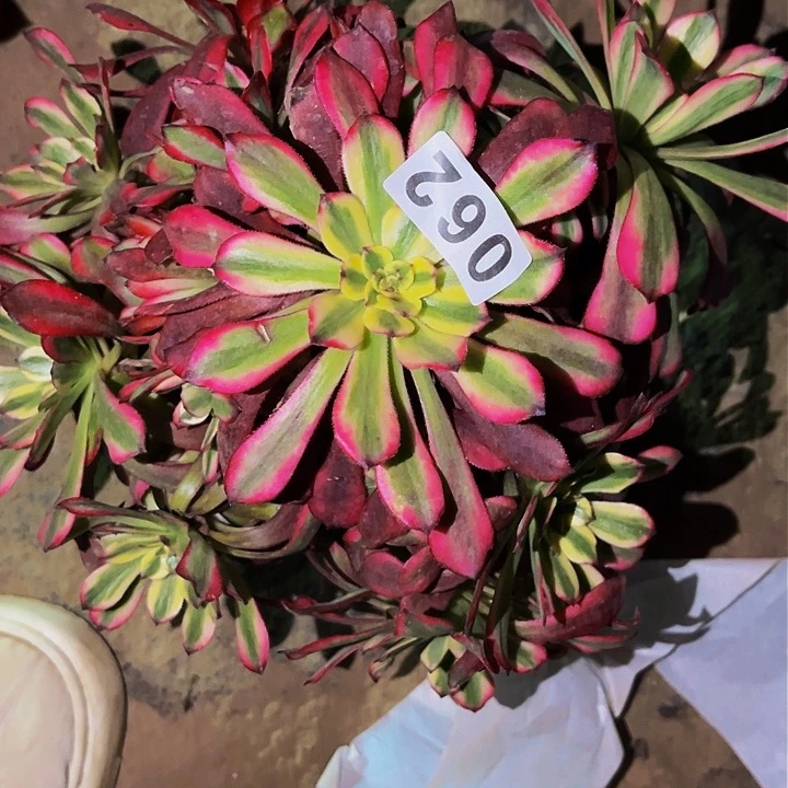 062潘帕斯多肉植物处理不售后