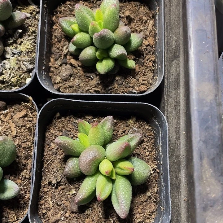 小红嘴水泡5.8带盆