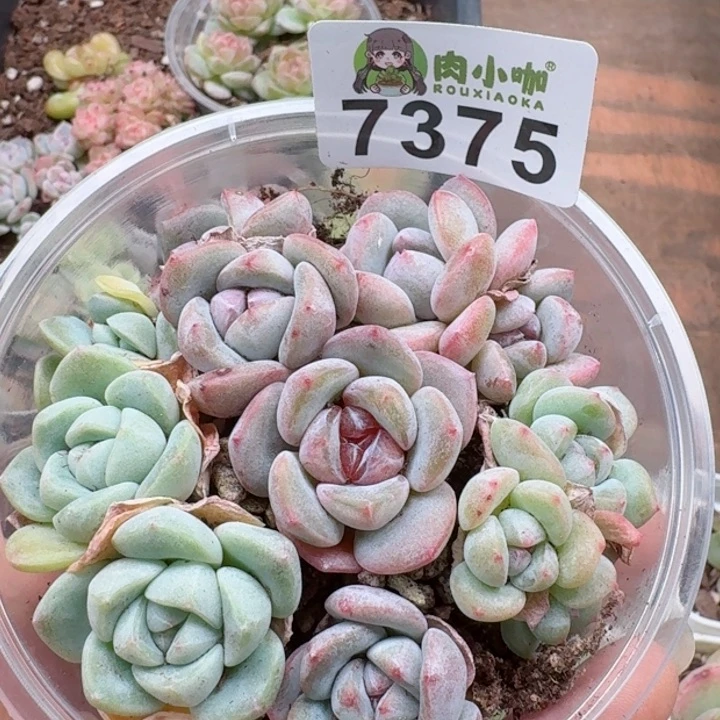 多肉植物多肉植物