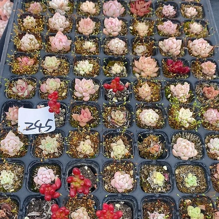 245 多肉植物盆栽花卉植物