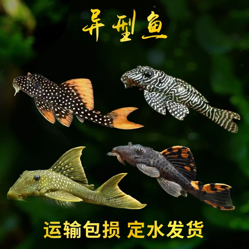 观赏鱼异型鱼热带小型观赏鱼福袋一条包邮不保损