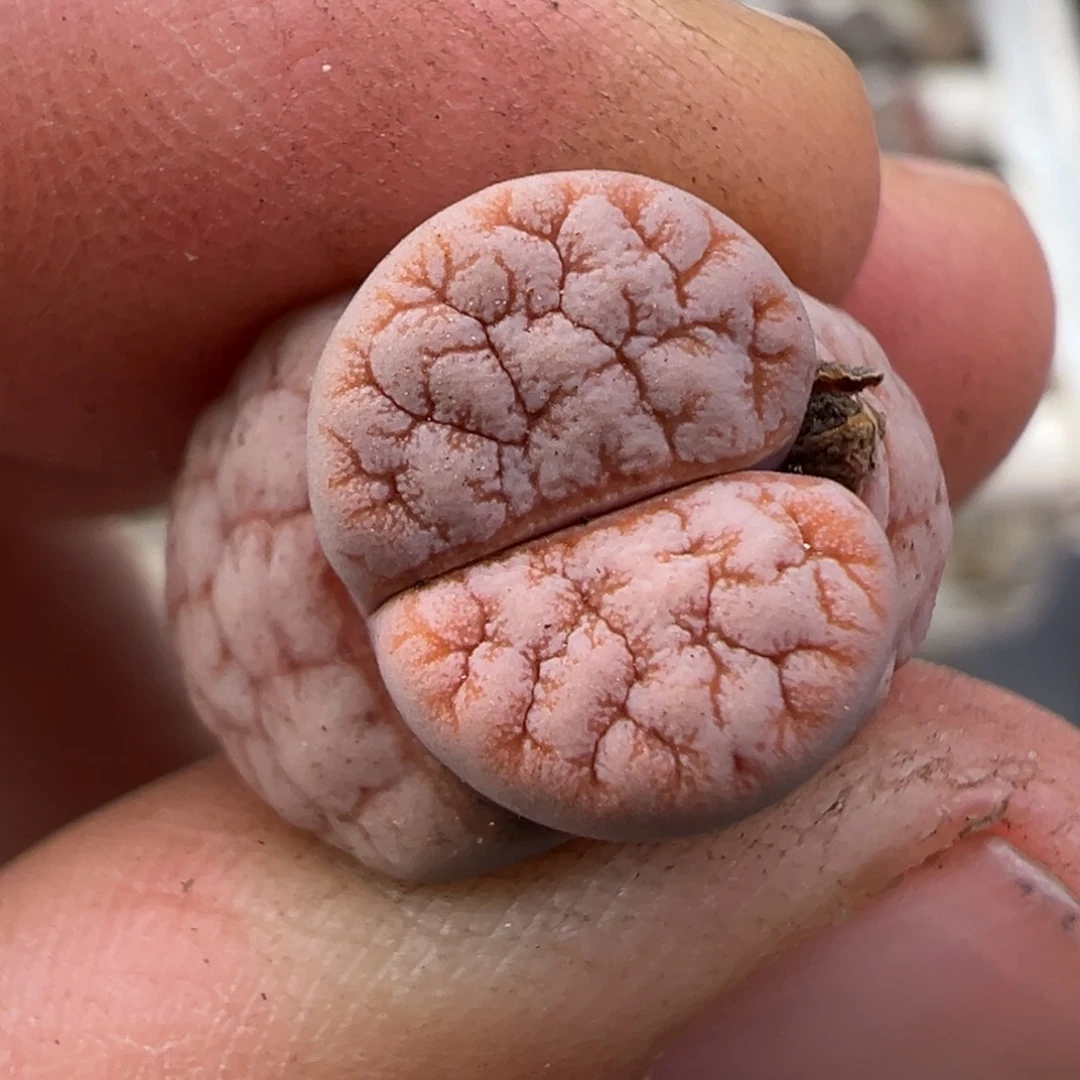 12.22好看的多肉脱土发货441