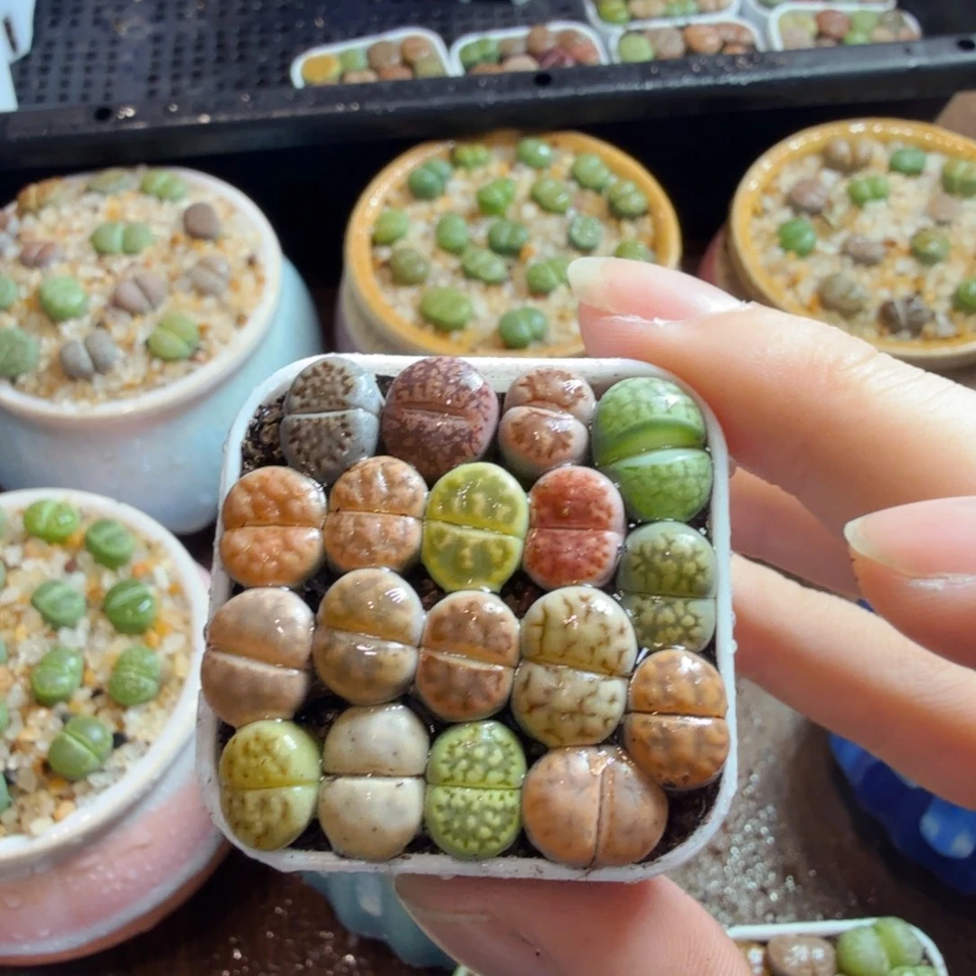 二***秀多肉葡萄干和水果茶596