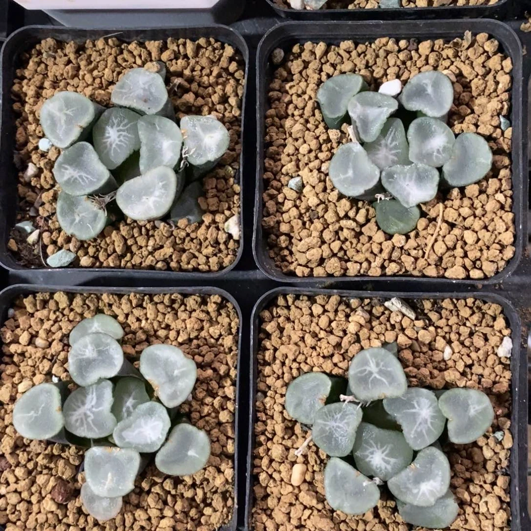 一颗大望乡万象 新年福利