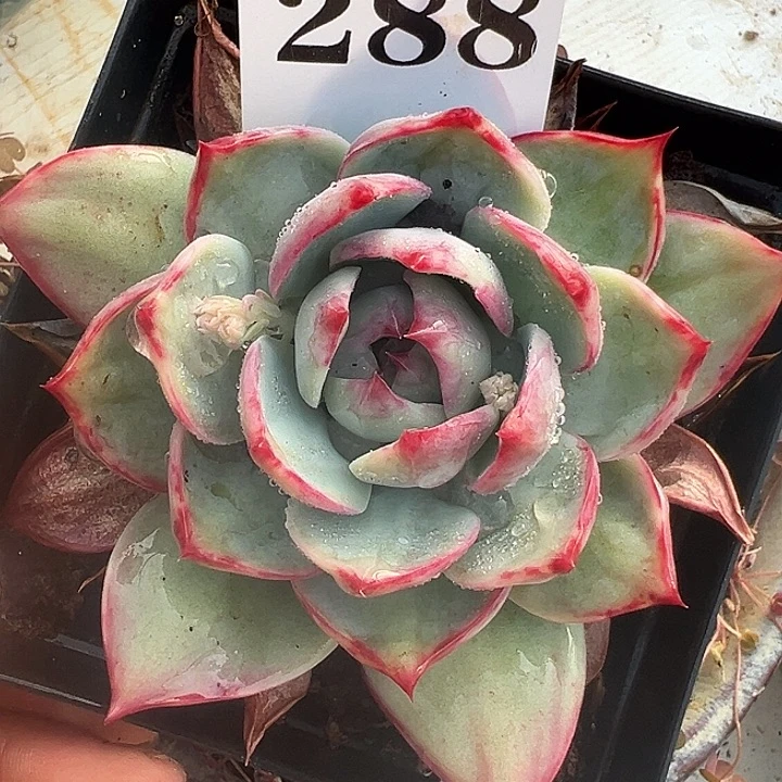 惊鸿惊鸿惊鸿288叶展10默认裸根发货