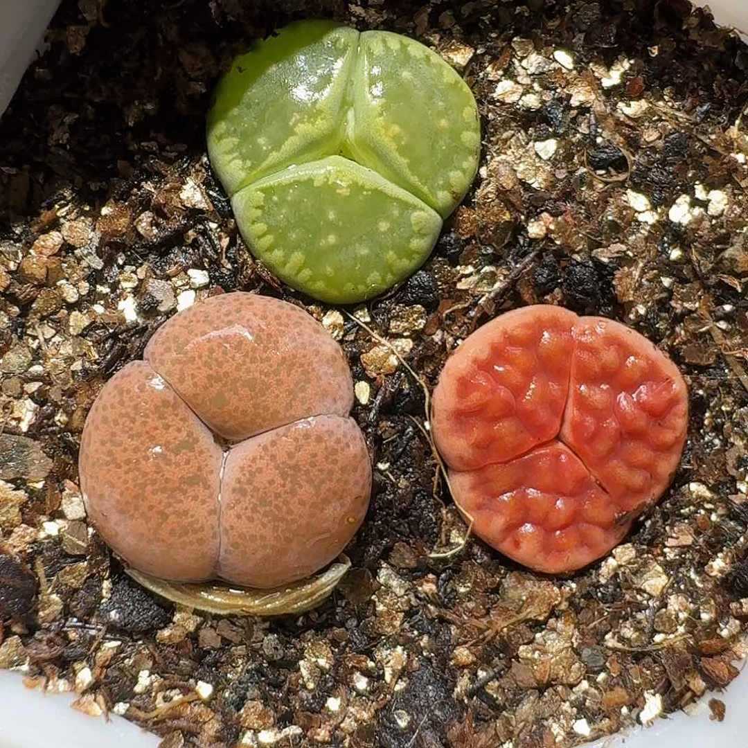 生石花等植物111111111。 121