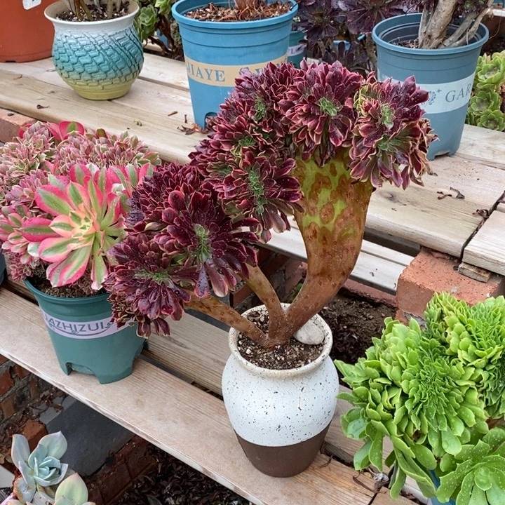 欧佳丽不带盆脱土裸根发货