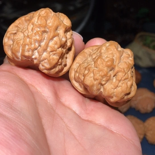 桃木精品战斗蛤蟆哇哇