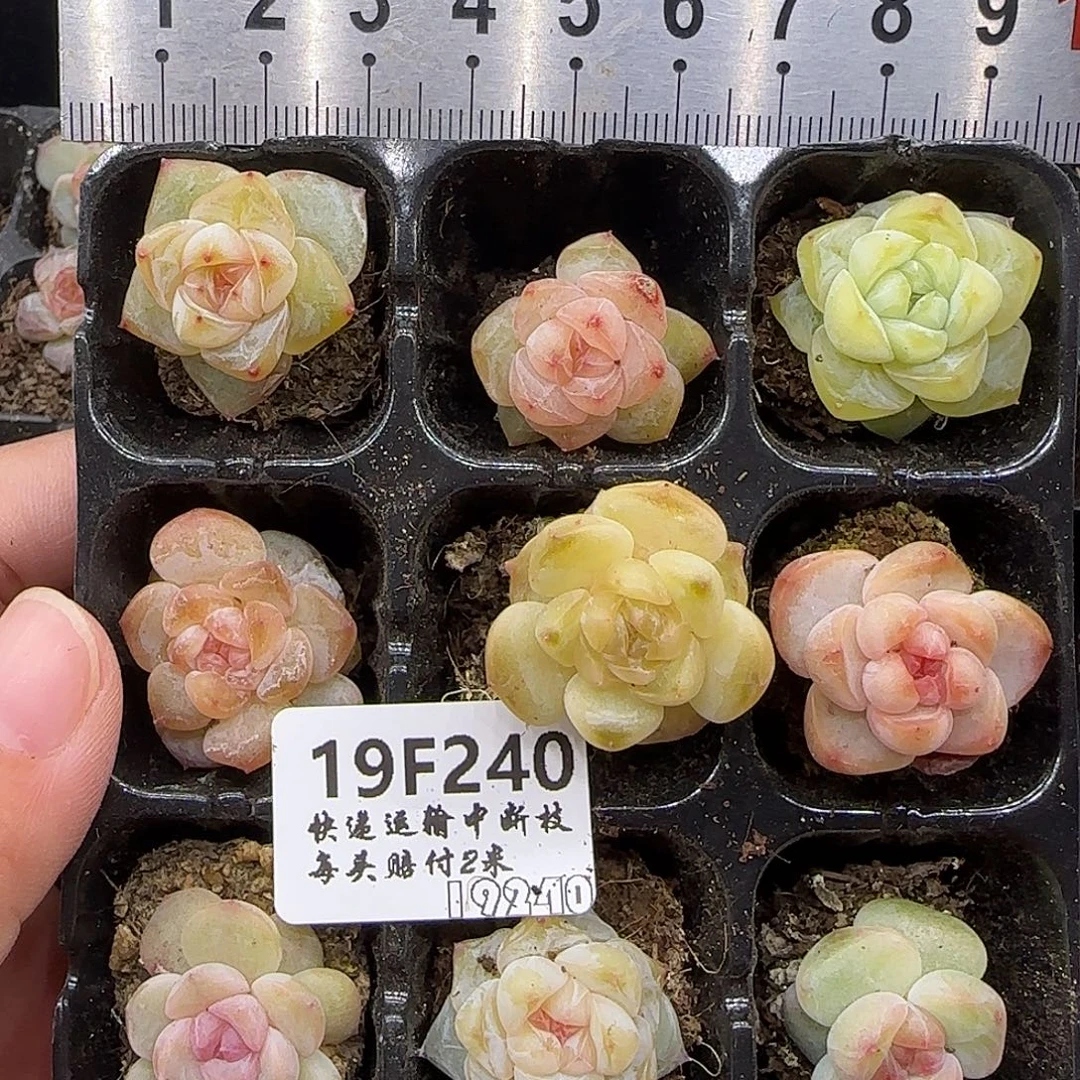 240九棵优选糖心鼻屎苗