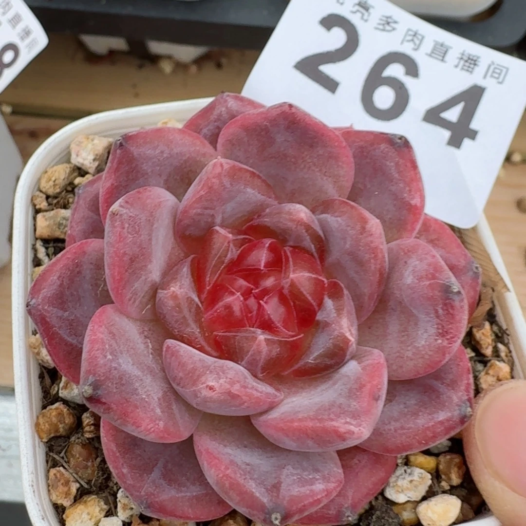 红灯芯      愿你一路坦途，乘风破浪展宏图