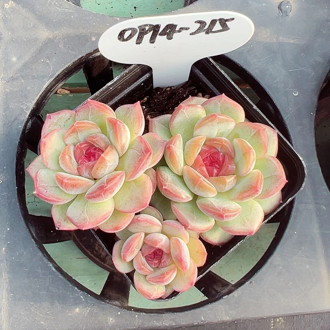 0914-215新品糖心