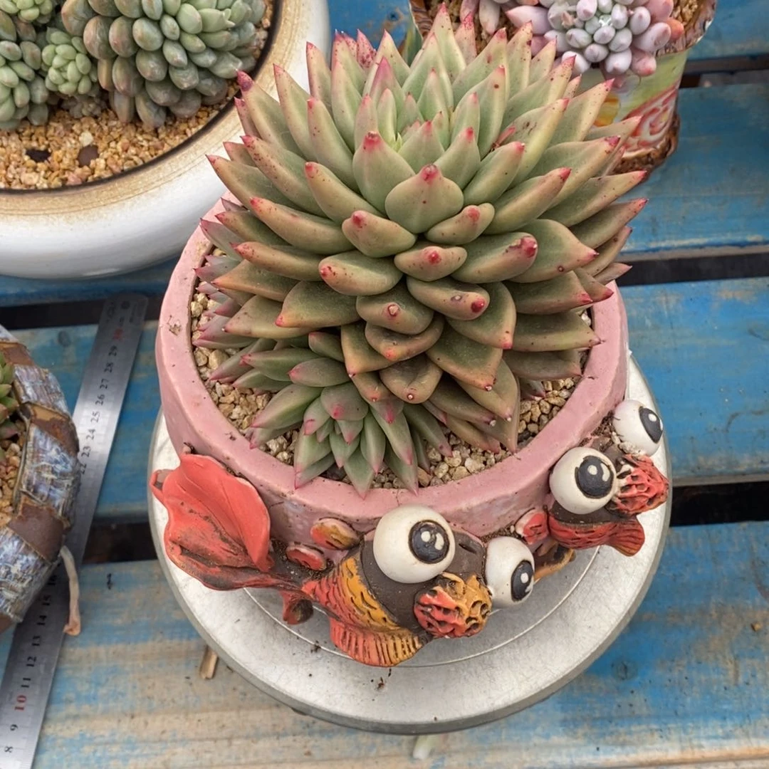 寄养多肉植物一物一拍