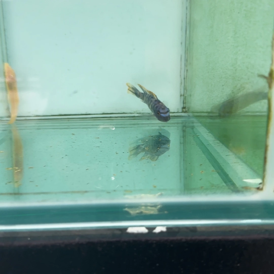 大***佬ob松比西1157