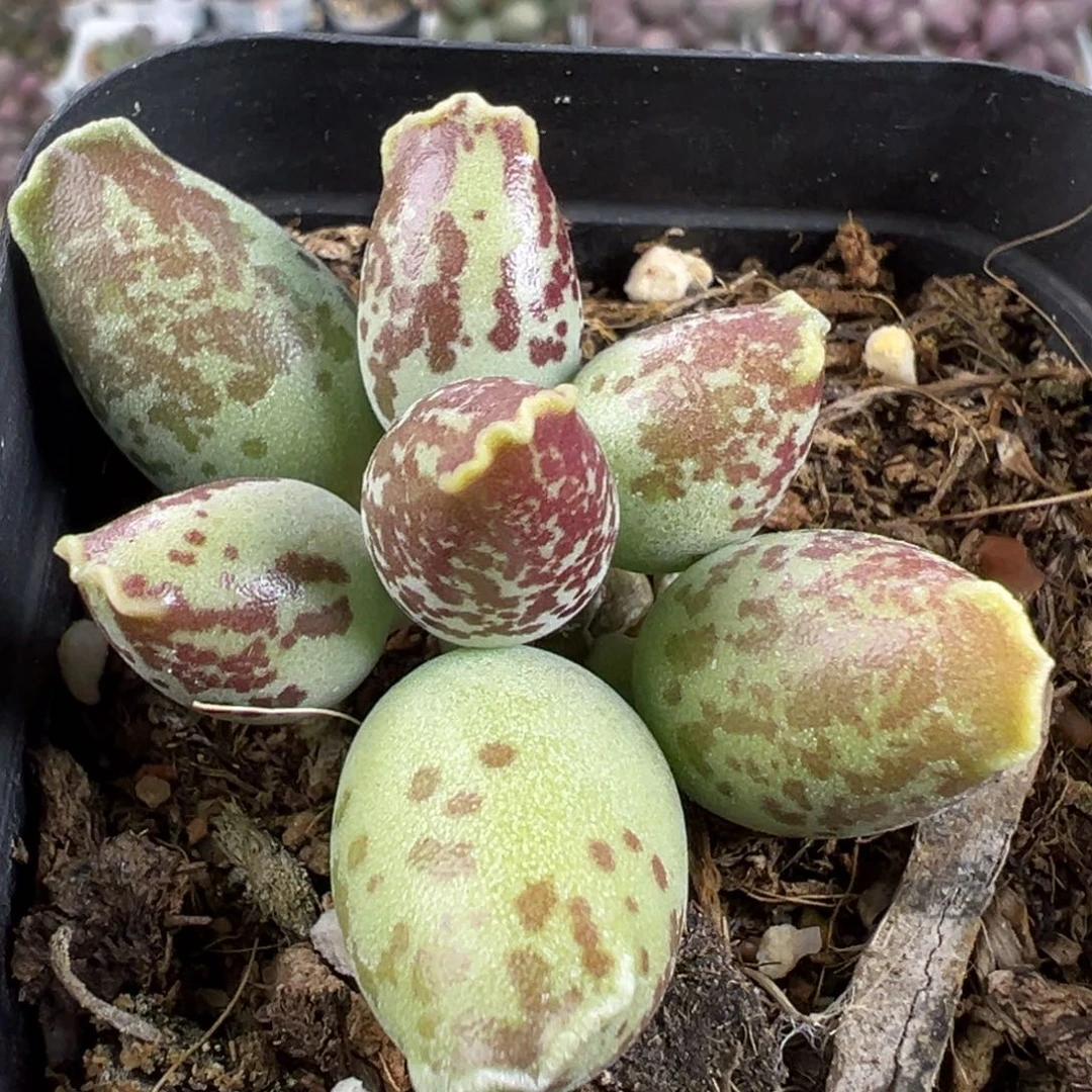 三代紫海豹单头纯木质桩多肉