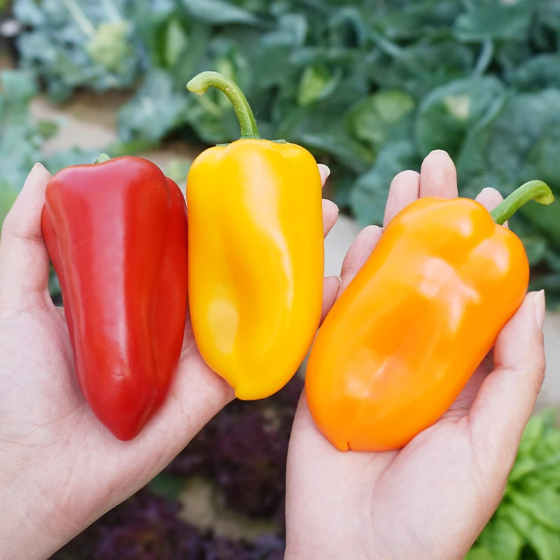 【乡野侣行·掌中宝水果彩椒】新鲜水果彩椒1.5kg 口感甜椒脆甜多