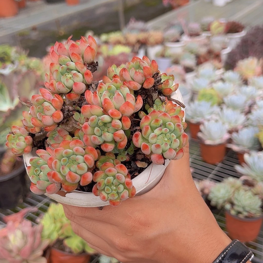 蓝苹果 多肉植物