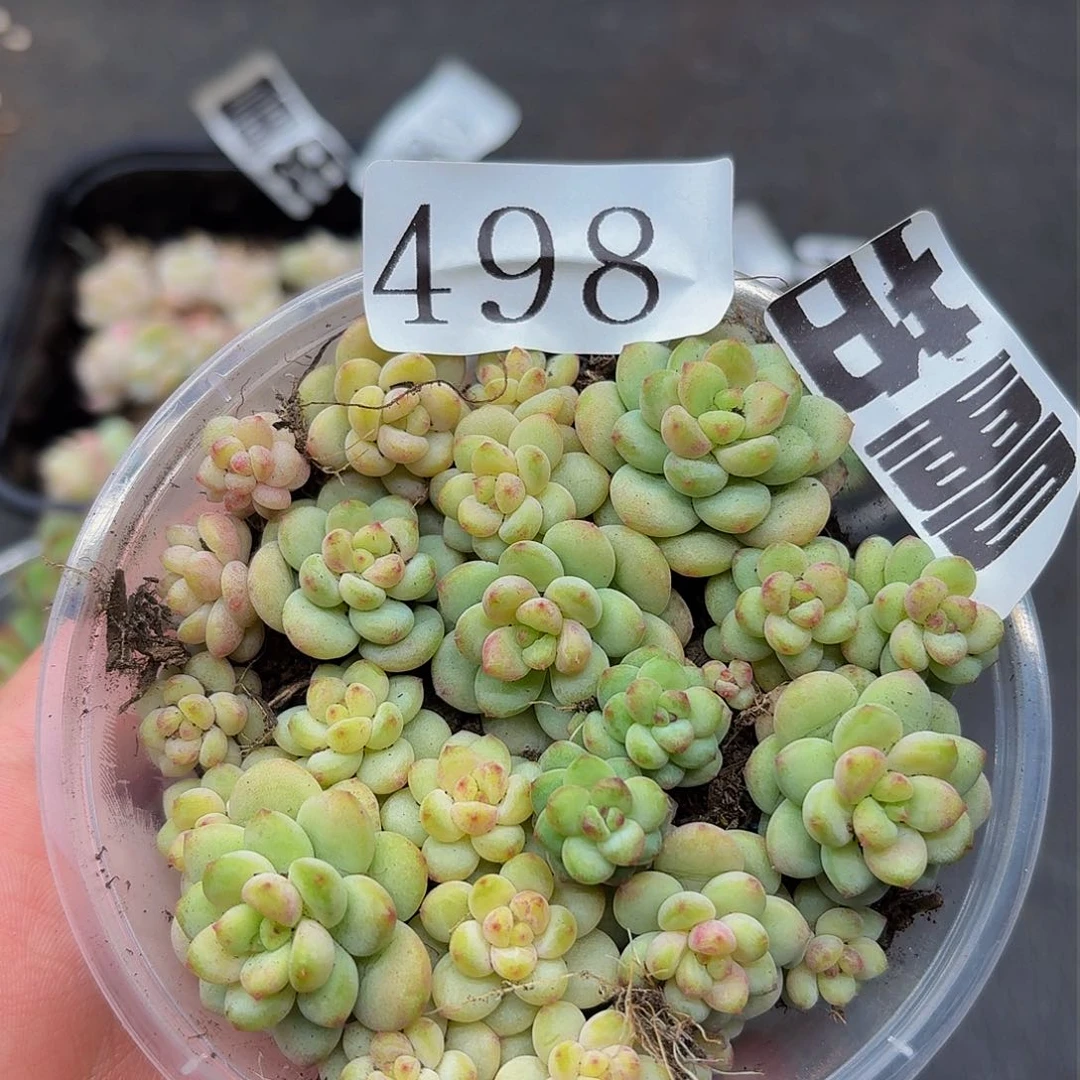 多肉植物多肉植物498量拍