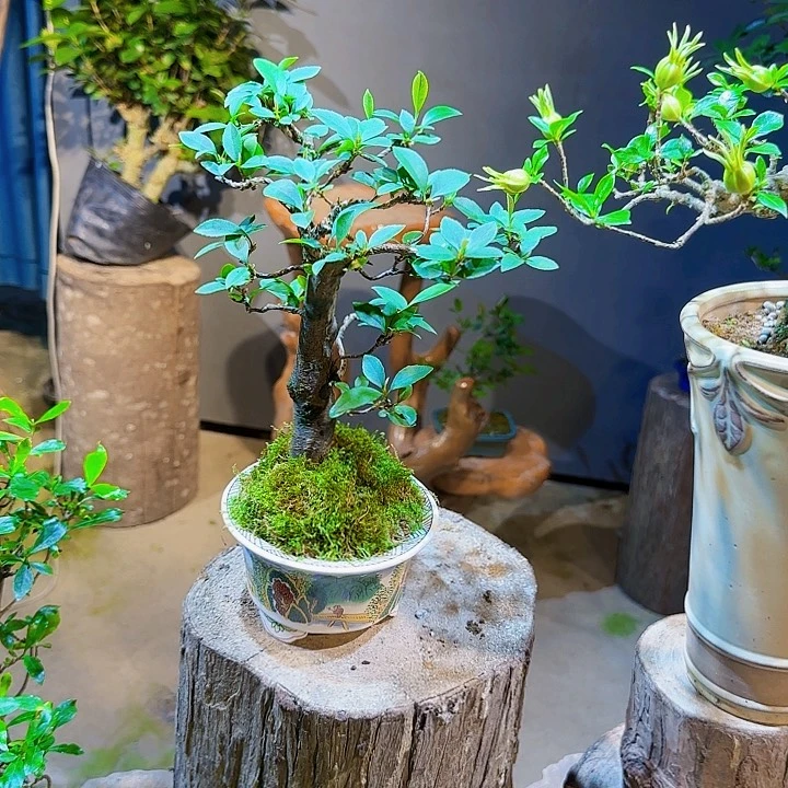 完全开放海岛，栀子花春花
