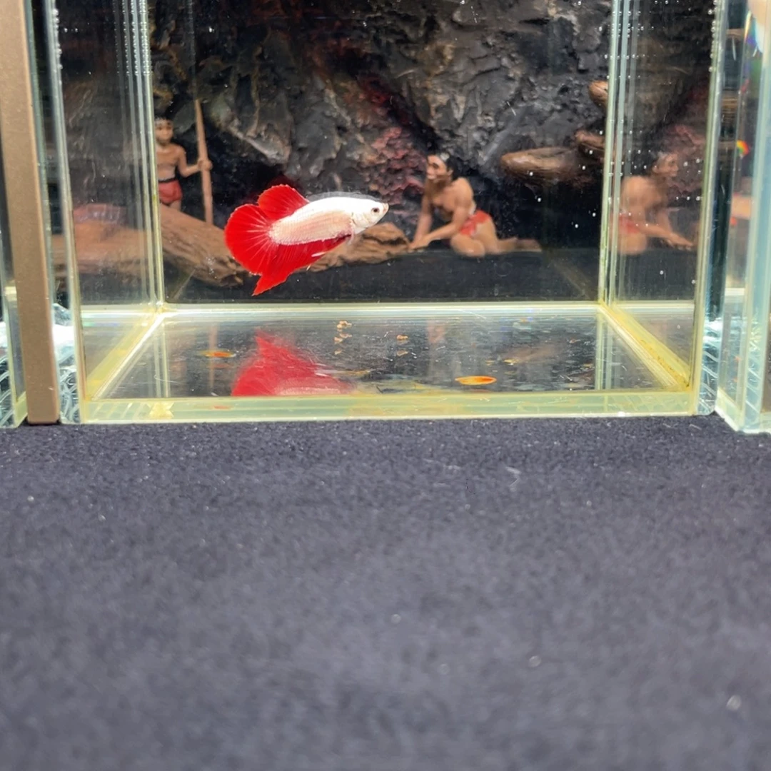 斗鱼十一月五日竞价