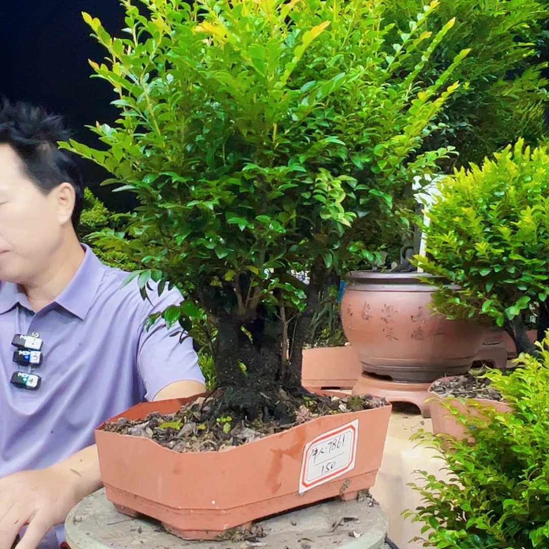 无花朵牛*12345678