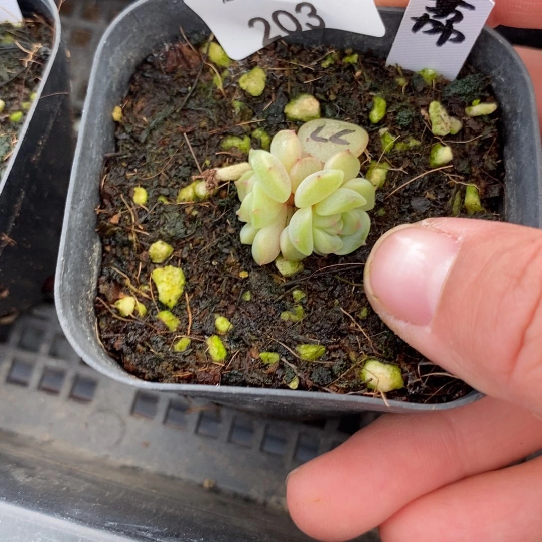 标签203荔枝一个多肉