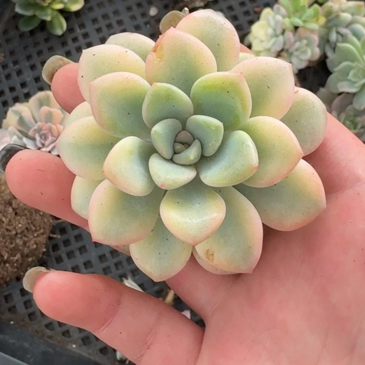 花斑鹿锦一物一拍