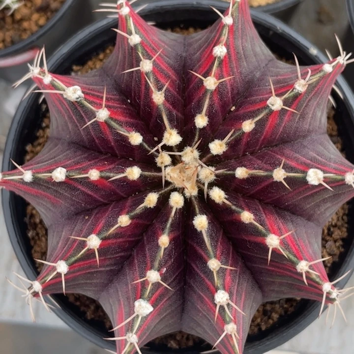 泰系米哈00000018