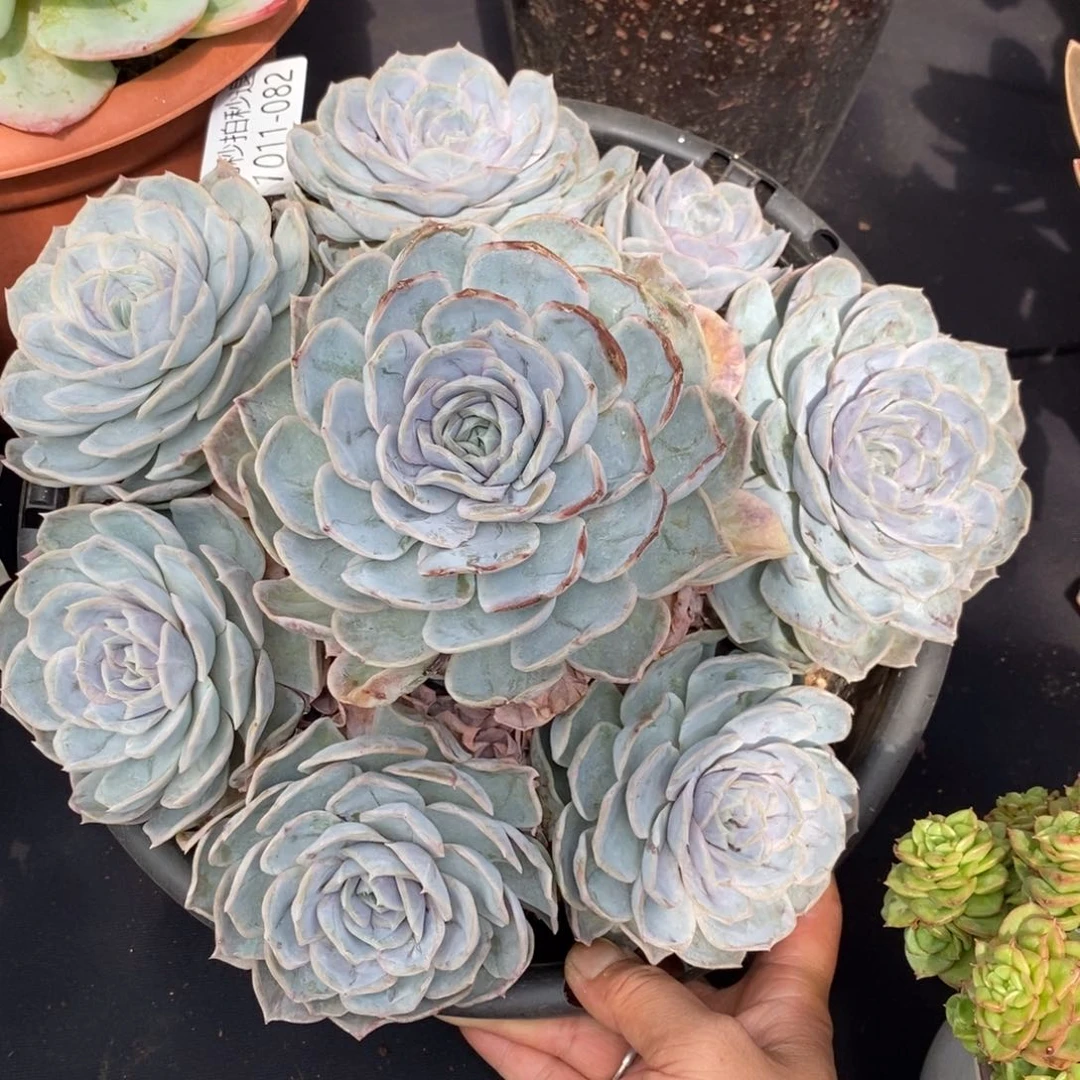 为*两单包邮1011-82蓝色惊喜