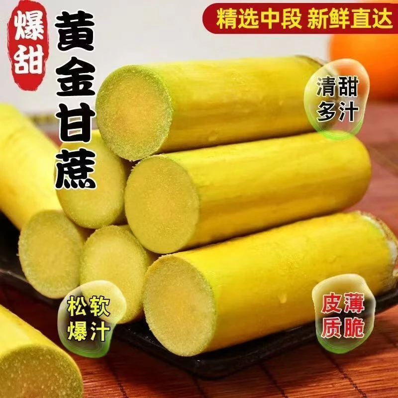 村佬蕉缘广西正宗甘蔗新鲜现砍清甜多汁应季水果薄皮手撕甘蔗