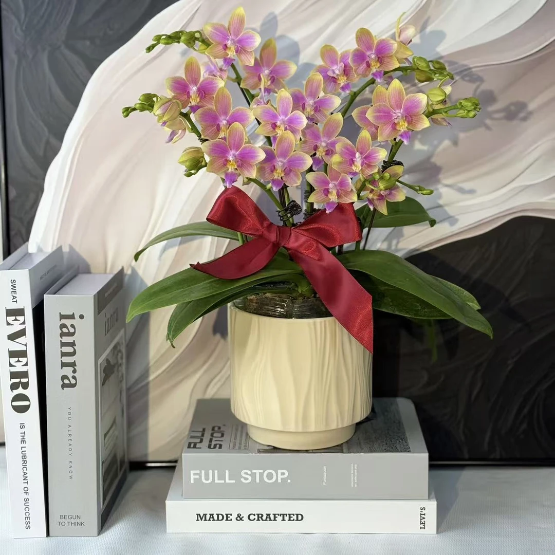 蝴蝶兰《五彩缤纷》一花观三色自然果木清香好养耐养基地直发