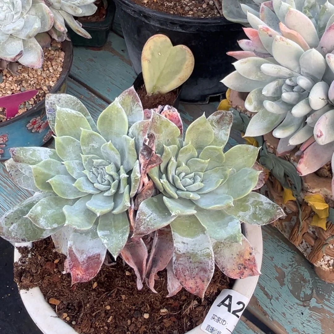 普芙杂～一物一拍200