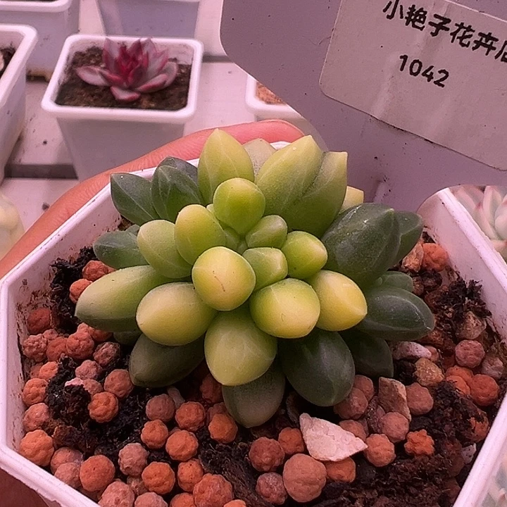 1042号千代田锦多肉