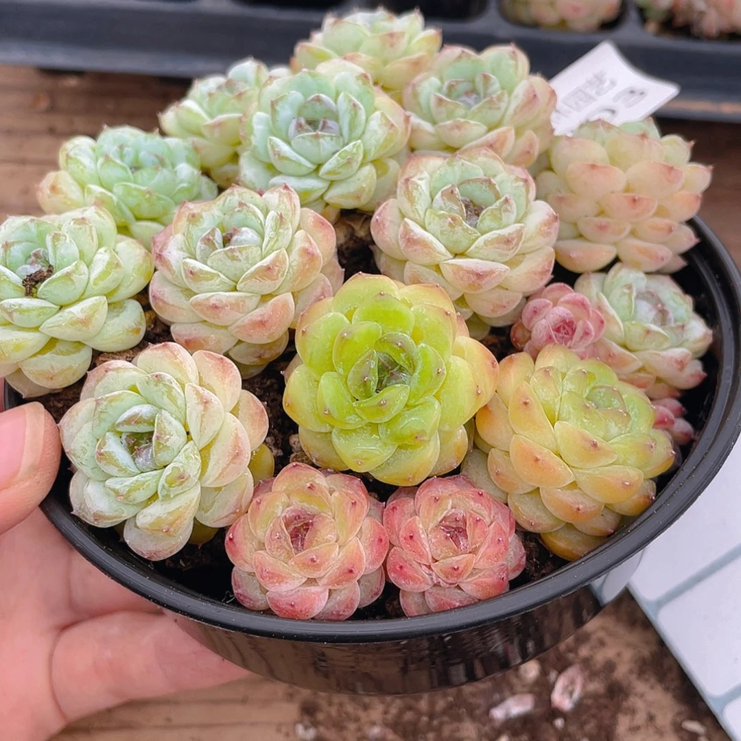 布***辣多肉植物多肉植物203