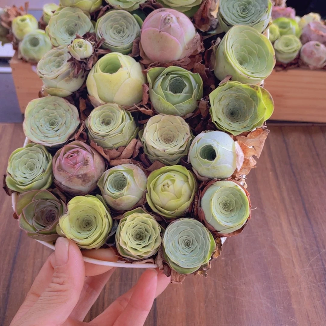 保底25颗以上量拍➕花篮88888