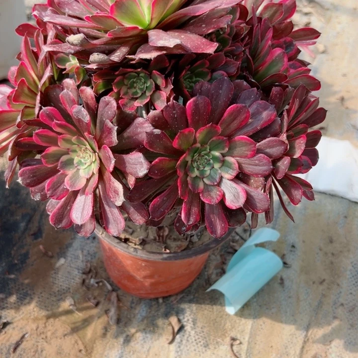 984黑金刚多肉植物