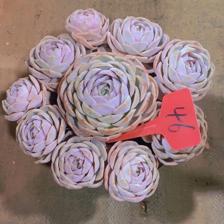 凡*你就不要想这些乱