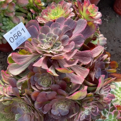 超模缀多肉多肉0561