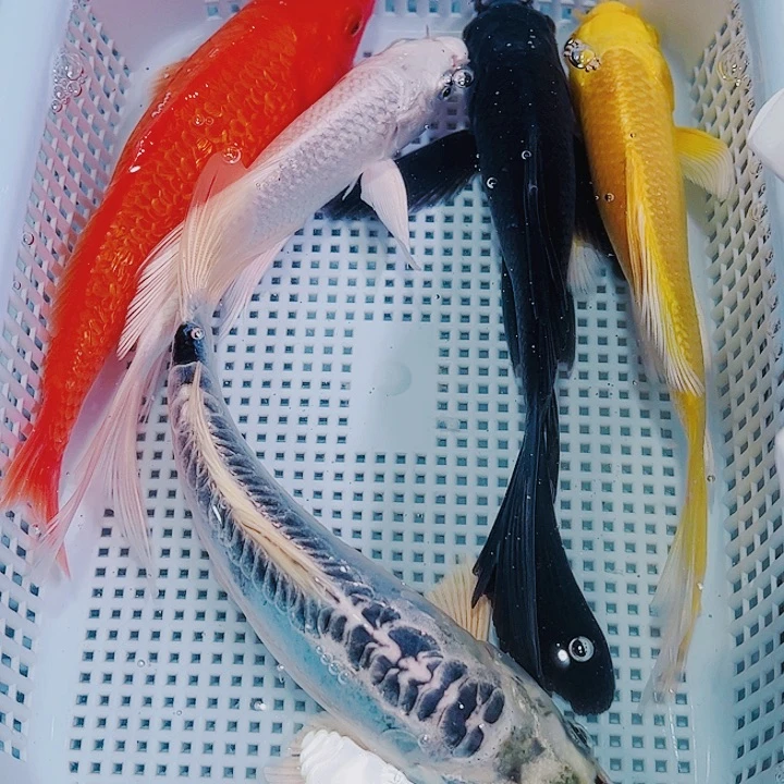锦鲤锦鲤冷水观赏鱼