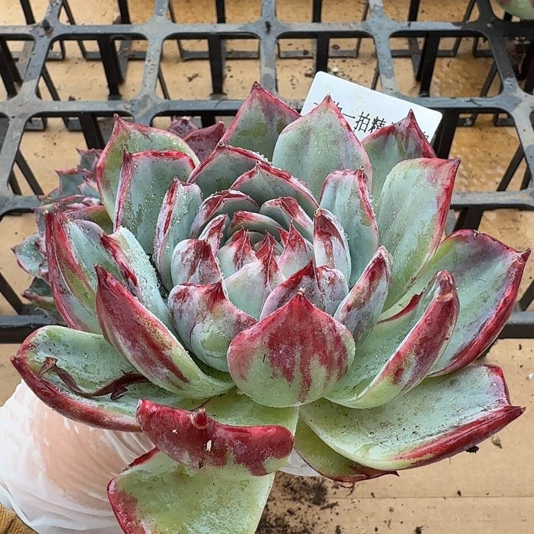 1120-08惊鸿仙子，