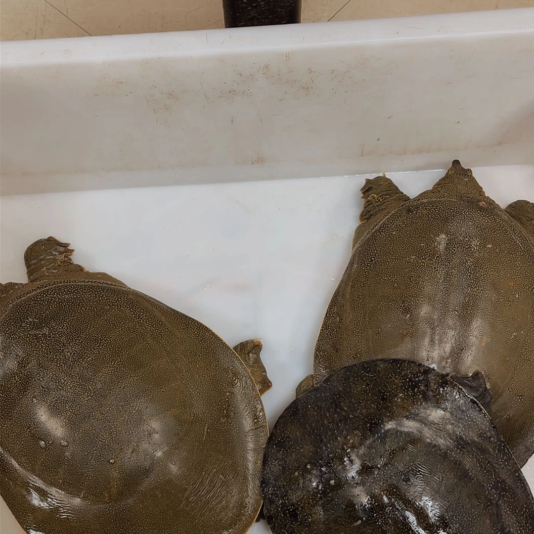 中国大陆野生甲鱼包邮