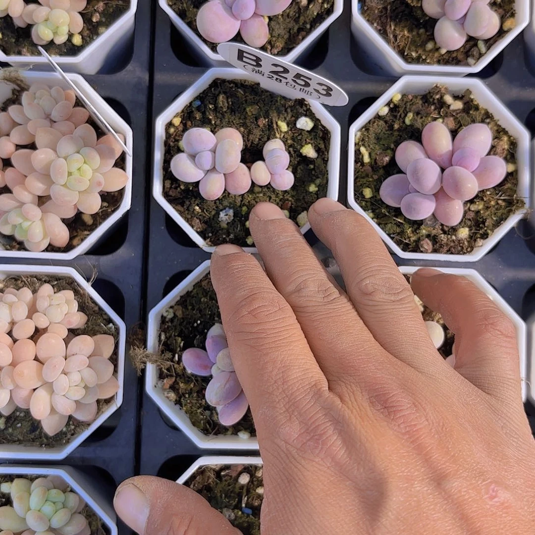 B253奶酪一物一拍