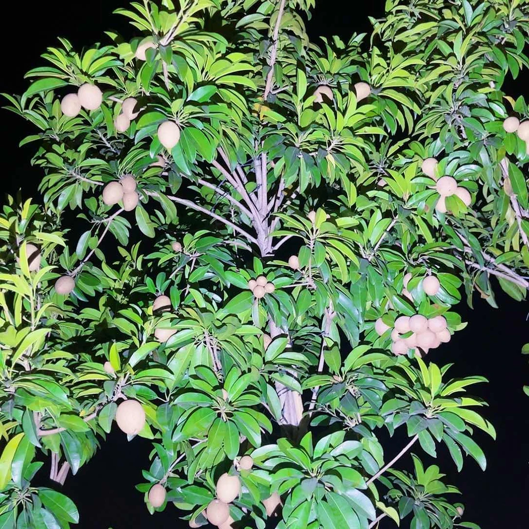 山*上果苗。果苗。果苗6666