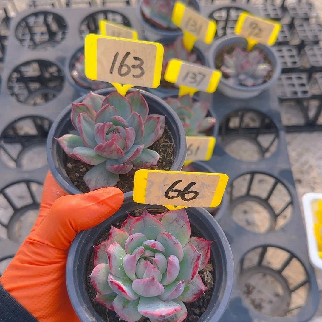 你****客163-66惊鸿单头多肉