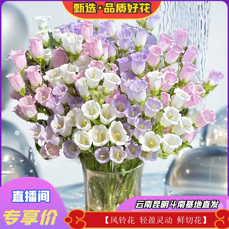 【风铃花 轻盈灵动 鲜切花/全场任意满两单及以上鲜花包邮发货】