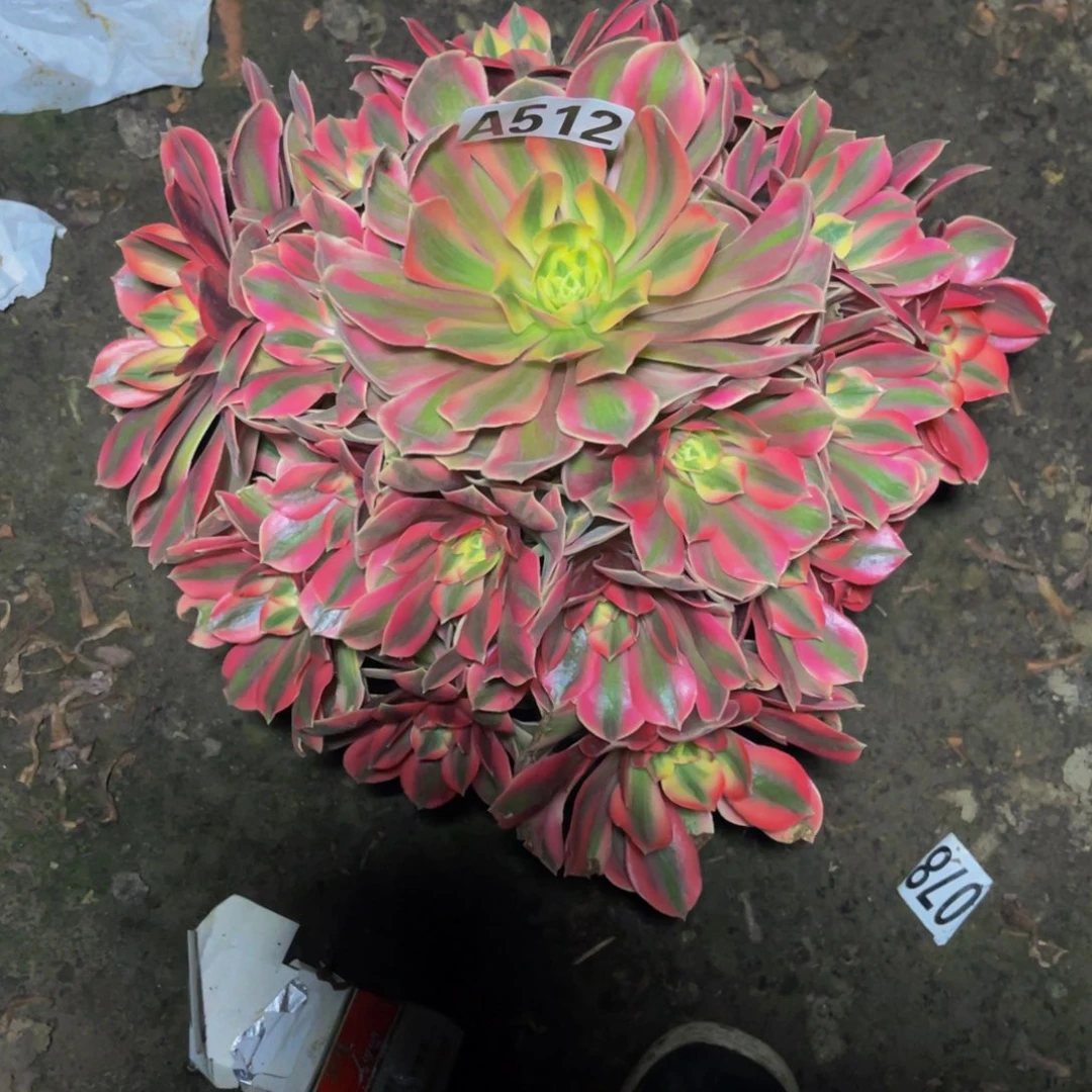 女妖法师16///26包邮