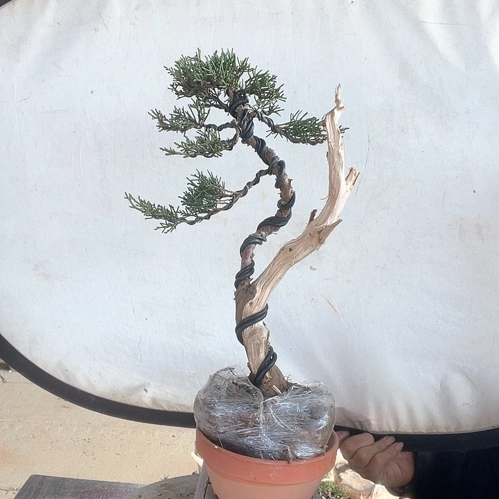 济州真柏盆景老桩