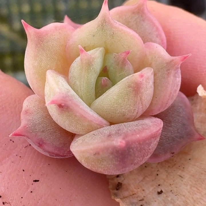 贝加尔湖覆轮一物一拍