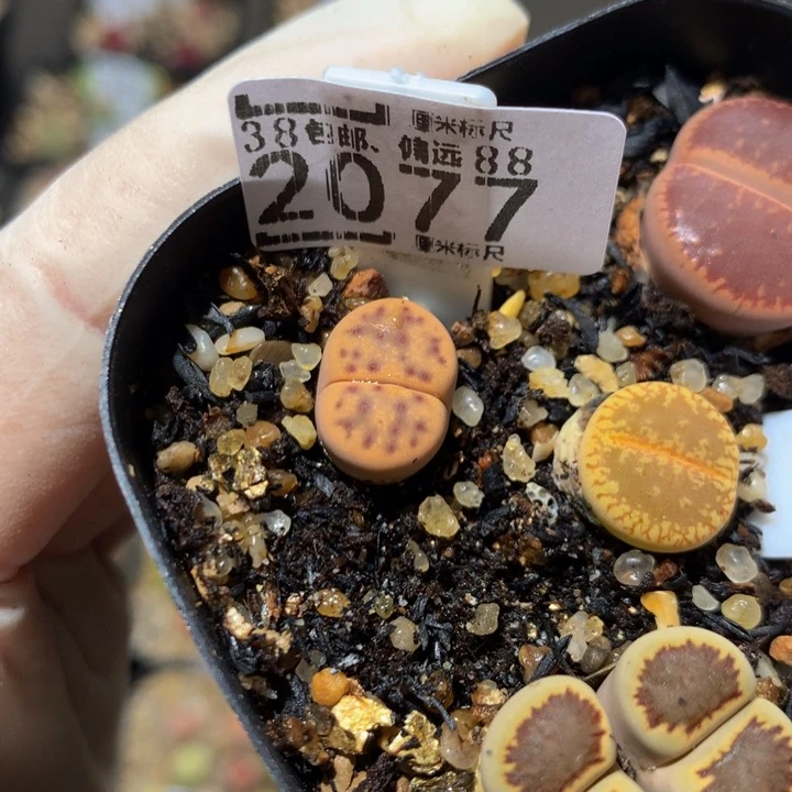 小**鱼儿童节快乐生石花2077